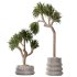 AV Indoor Plants Set 395 Yucca Elephantipes and Briful Pachira and Ficus Elastica and Japandi Decorative - Thumbnail 6