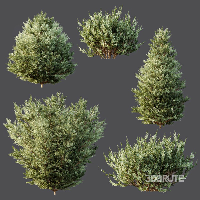 ntal olive shrubs designed for realistic architectural visualization and Mediterranean landscape rendering. Image 8