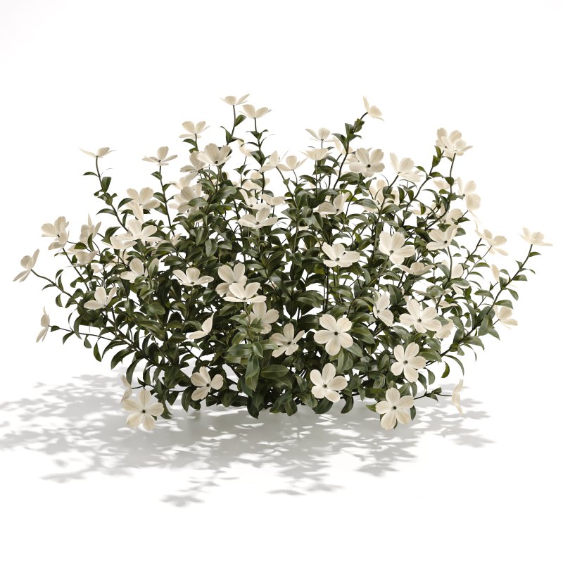 White Phlox Bush Arrangement Image 2