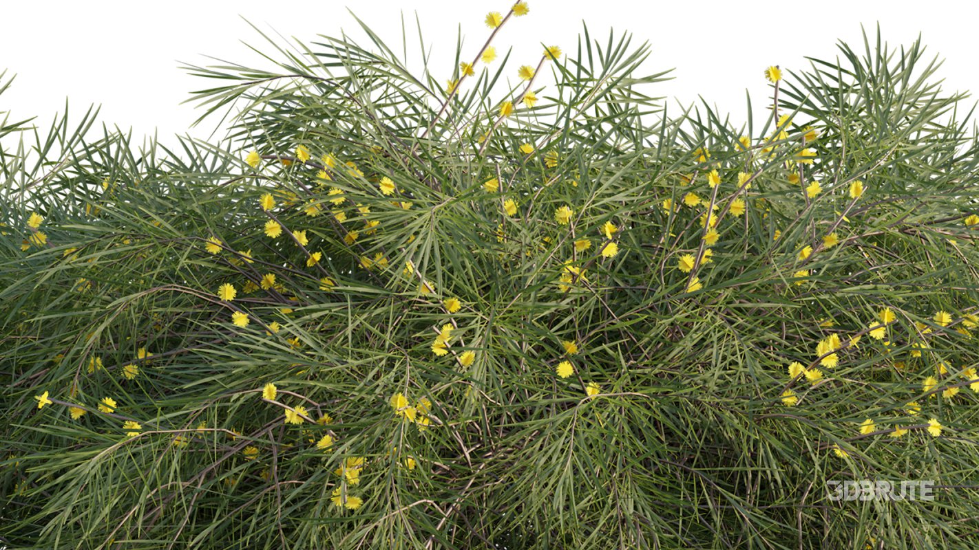 Collection 22 – Australian Plants Image 24