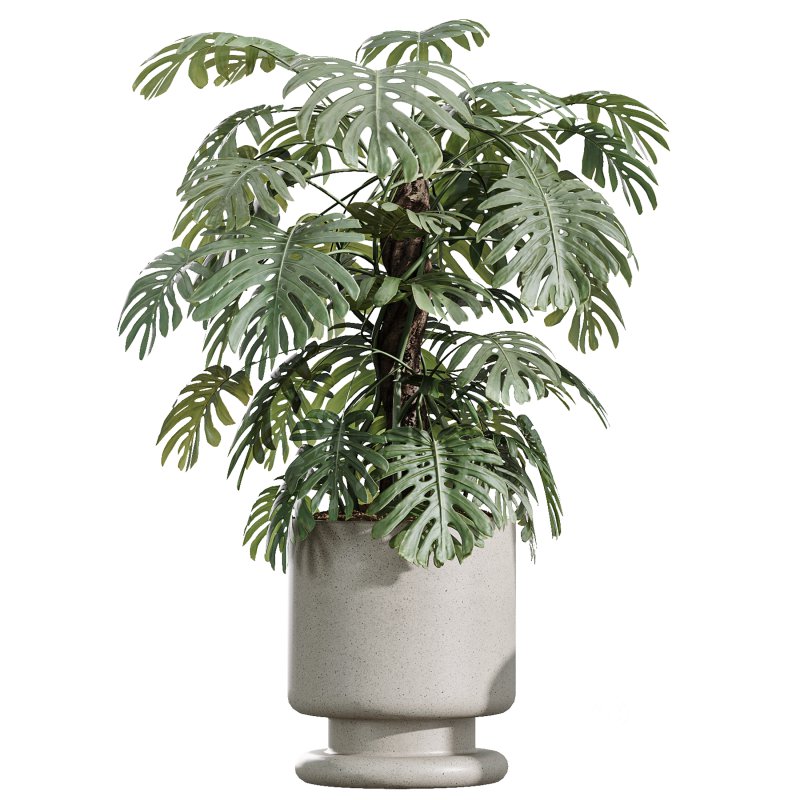 AV Indoor Plants Set 372 Monstera and Aspidistra and Japandi and Dracaena Warneckii Image 3