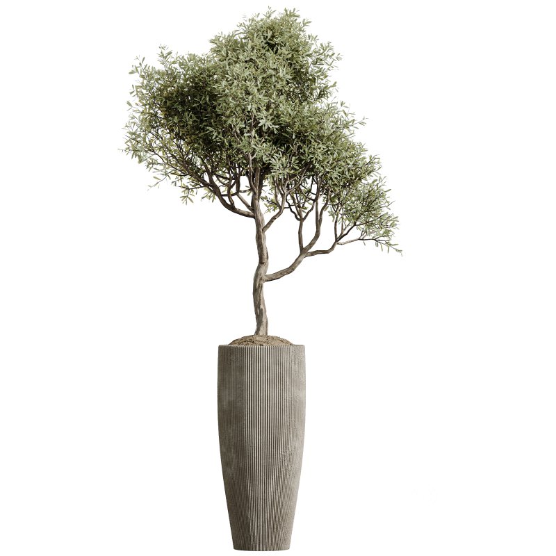 AV Indoor Plants Set 394 Cyara Palm and Mission olive and Elegant Monstera and Cunjevoi Alocasia Image 2