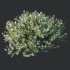 ntal shrubs that capture the natural charm and density of this iconic Australian plant. Perfectly suited for realistic landscape and architectural rendering. - Thumbnail 5