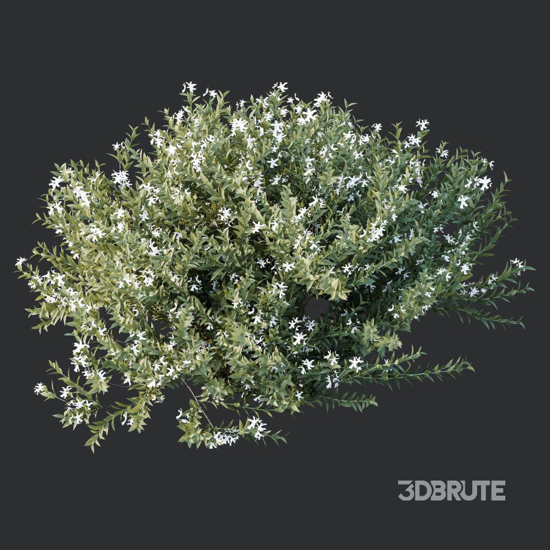ntal shrubs that capture the natural charm and density of this iconic Australian plant. Perfectly suited for realistic landscape and architectural rendering. Image 5