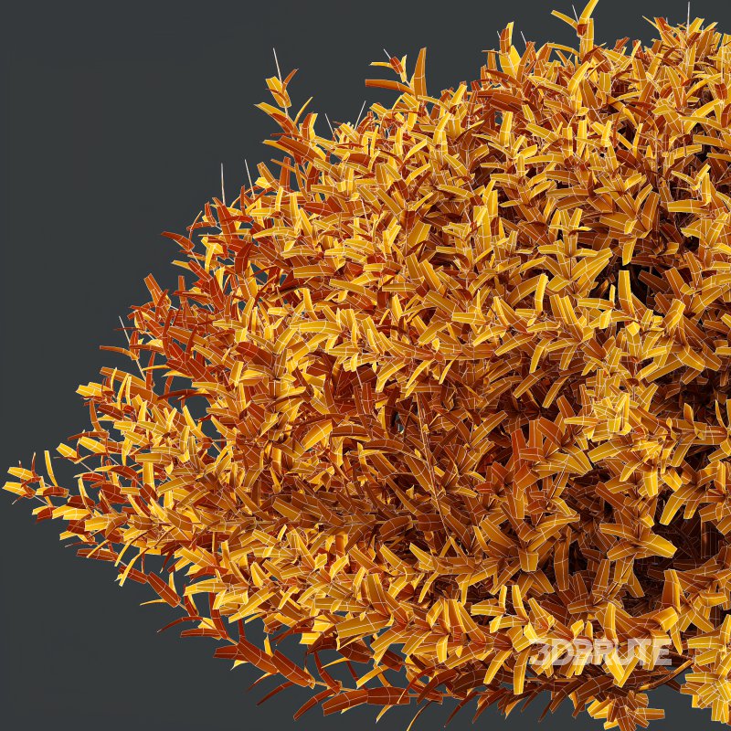 AV Gray Box Westringia Fruticosa Coastal Rosemary bushes Image 9