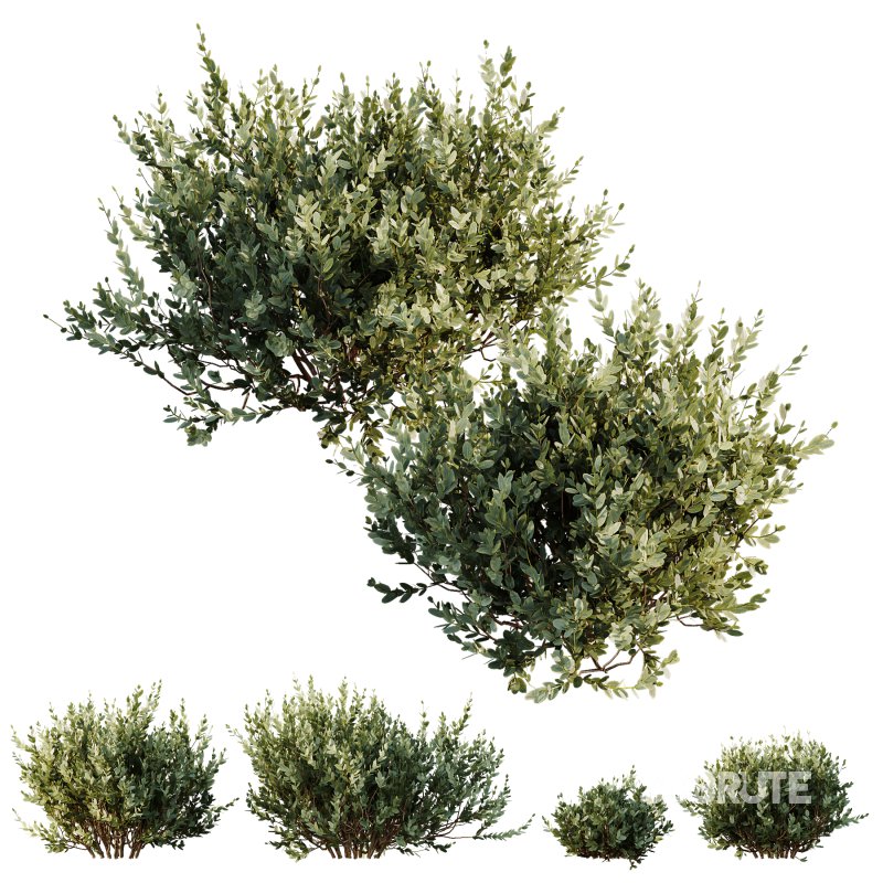 ntal olive shrubs designed for realistic architectural visualization and Mediterranean landscape rendering. Image 1