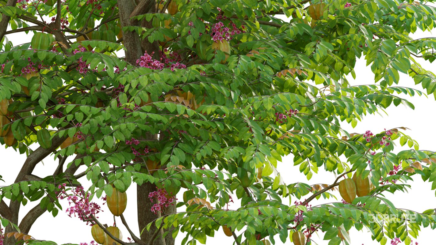 Collection 19 – Japanese garden Image 8