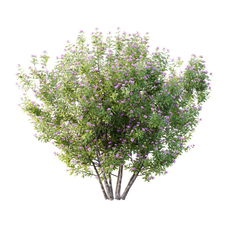 Leucophyllum frutescens Bush 08 Image 2