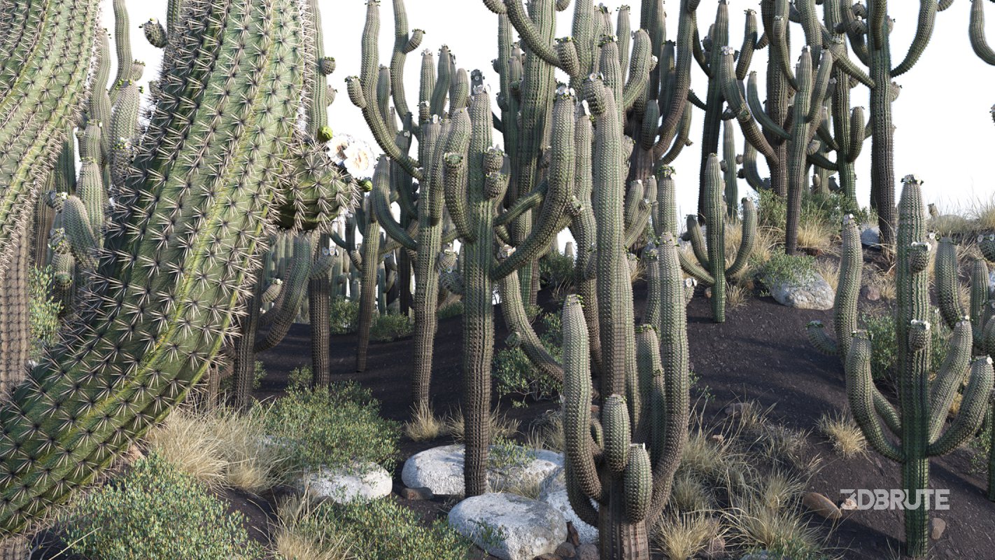 Collection 23 – Mexican Plants Image 7