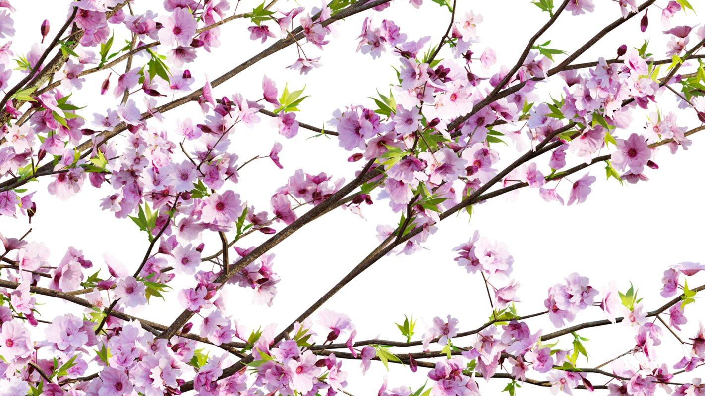 Collection 18 – Chinese garden Image 30