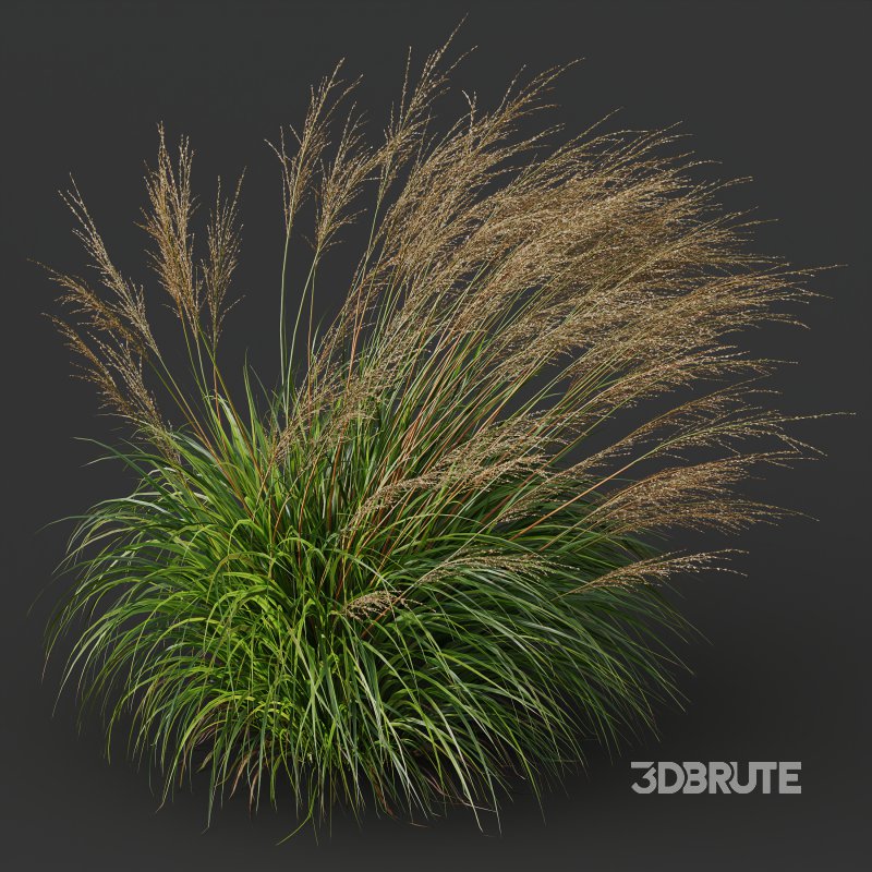 ntal grasses, designed for photorealistic landscape visualizations. Image 4