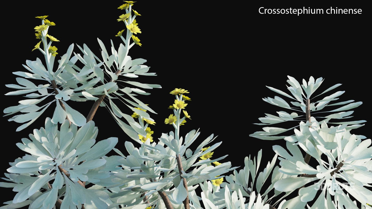 Collection 19 – Japanese garden Image 17