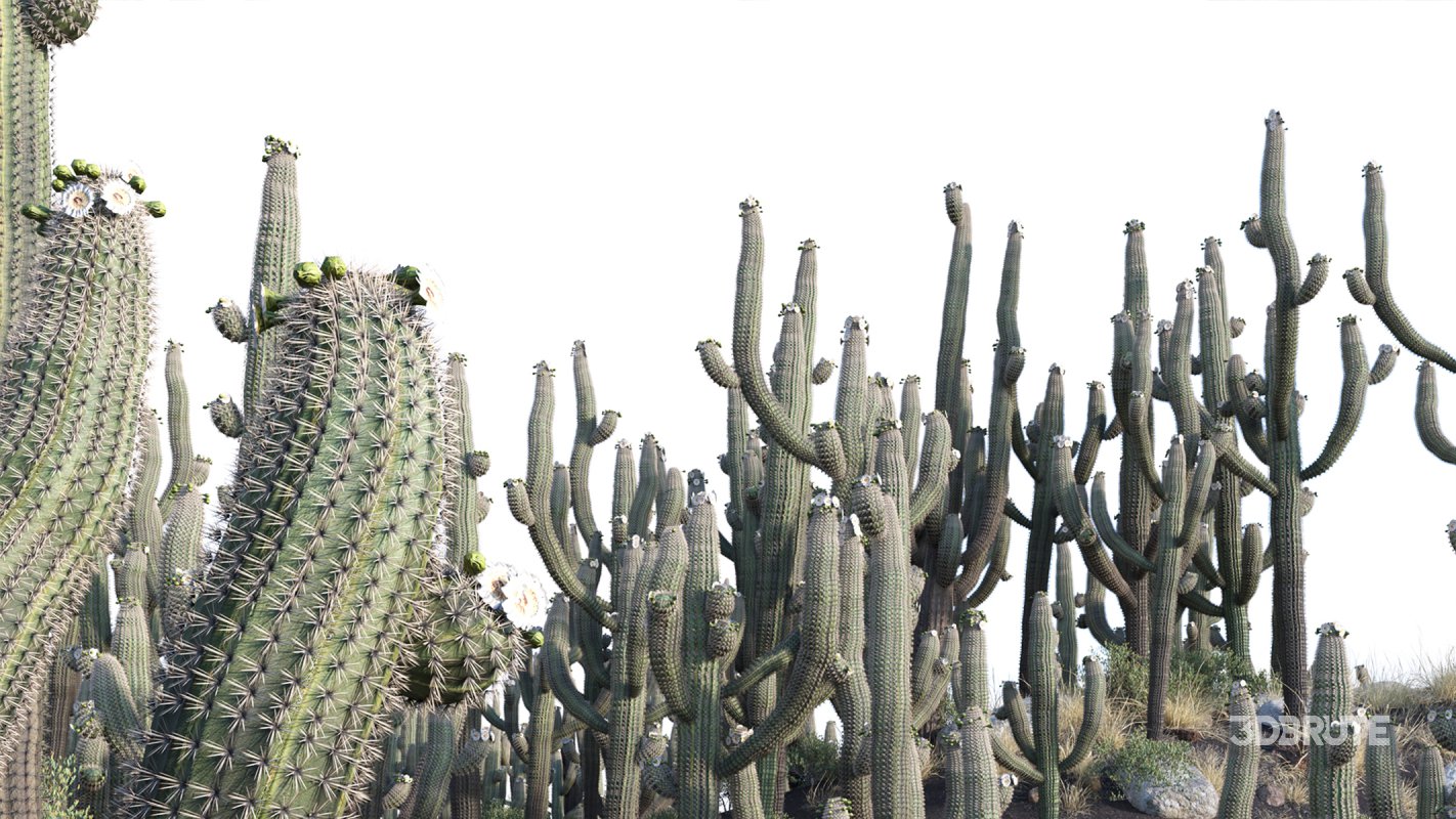 Collection 23 – Mexican Plants Image 6