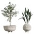 AV Indoor Plants Set 357 Olive Tree and Aspidistra Elatior and Ficus Cyathistipula and Dracaena Lemon - Thumbnail 3