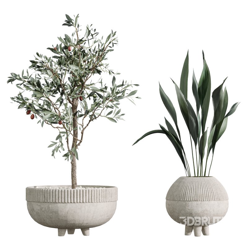 AV Indoor Plants Set 357 Olive Tree and Aspidistra Elatior and Ficus Cyathistipula and Dracaena Lemon Image 3