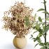 AV Indoor Plants Set 385 Europaea Olive Eucalyptus and Arbequina Olive - Thumbnail 5