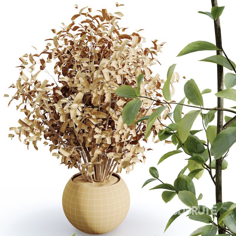 AV Indoor Plants Set 385 Europaea Olive Eucalyptus and Arbequina Olive Image 5