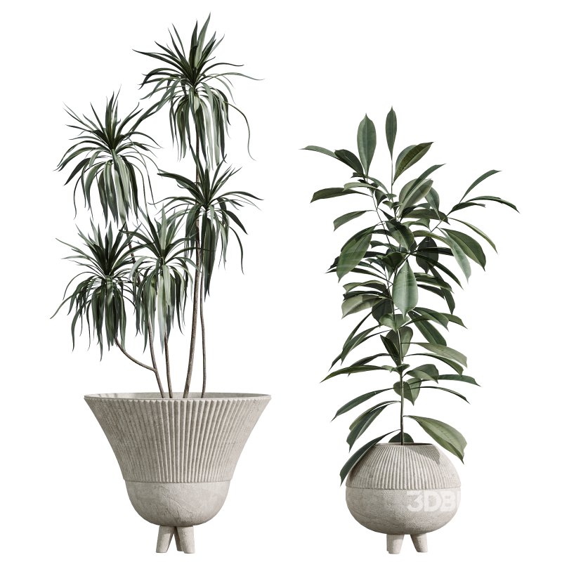 AV Indoor Plants Set 357 Olive Tree and Aspidistra Elatior and Ficus Cyathistipula and Dracaena Lemon Image 4