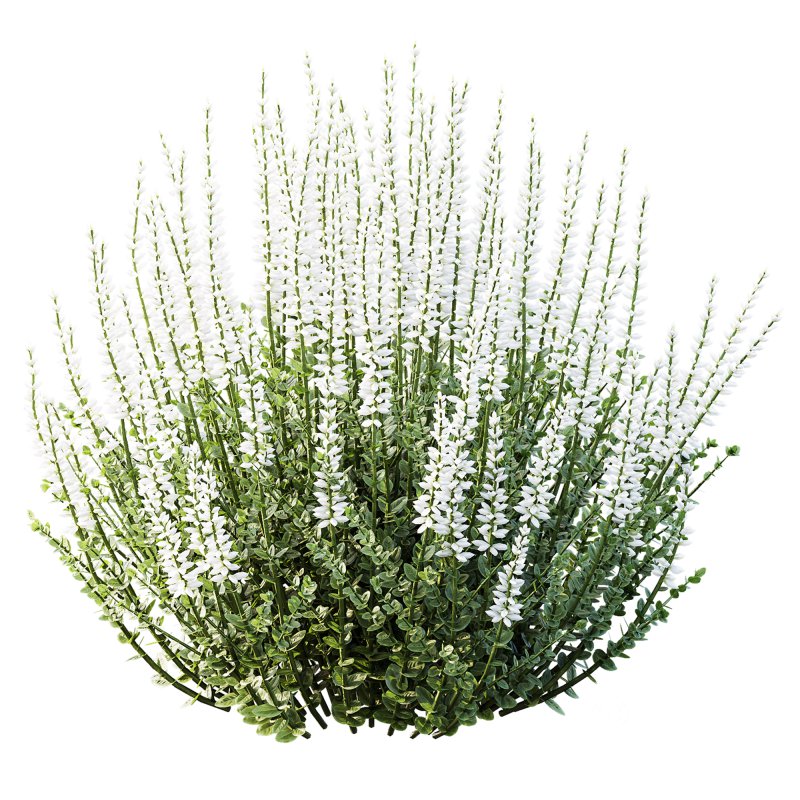 AV 6 different spring bushes Calluna Vulgaris Helena Summer Broom Heather Garden Girls Image 1