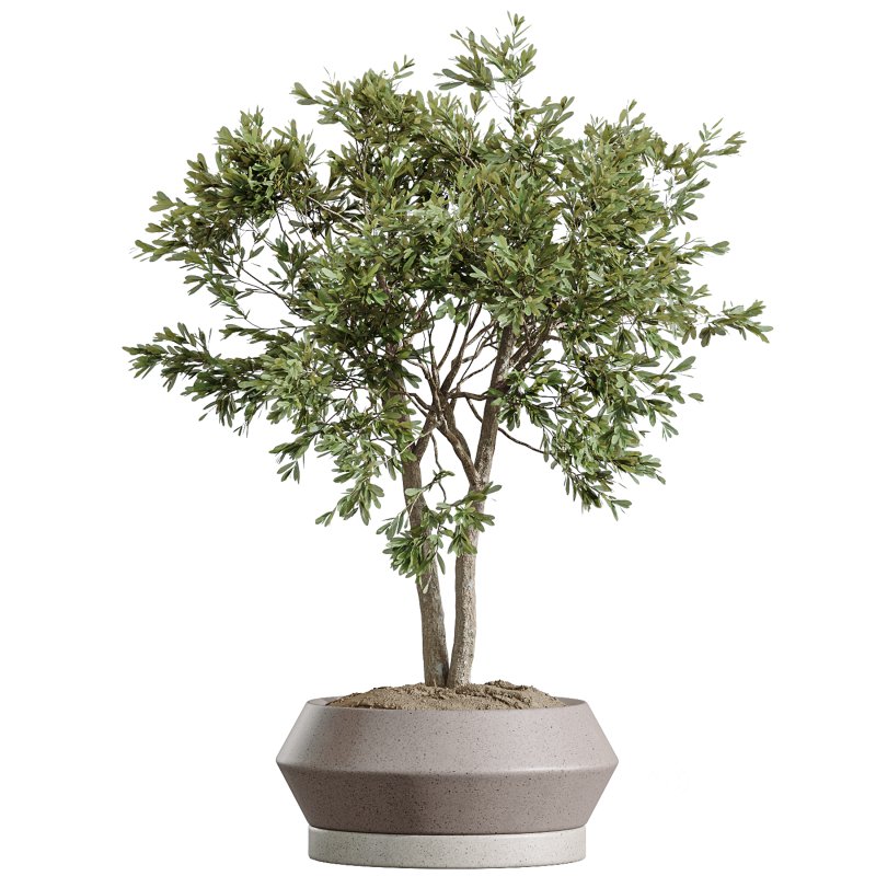 AV Indoor Plants Set 380 Ficus Cyathistipula and Ficus Marginata and Yucca and Olive Image 3