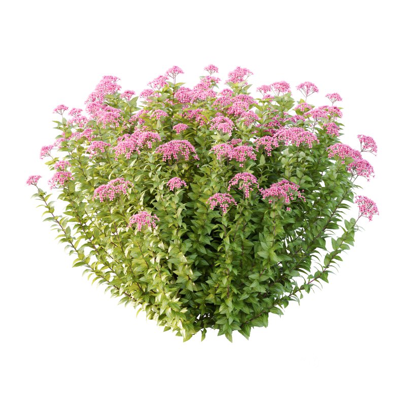 Spirea Japonica Bush 05 Image 2