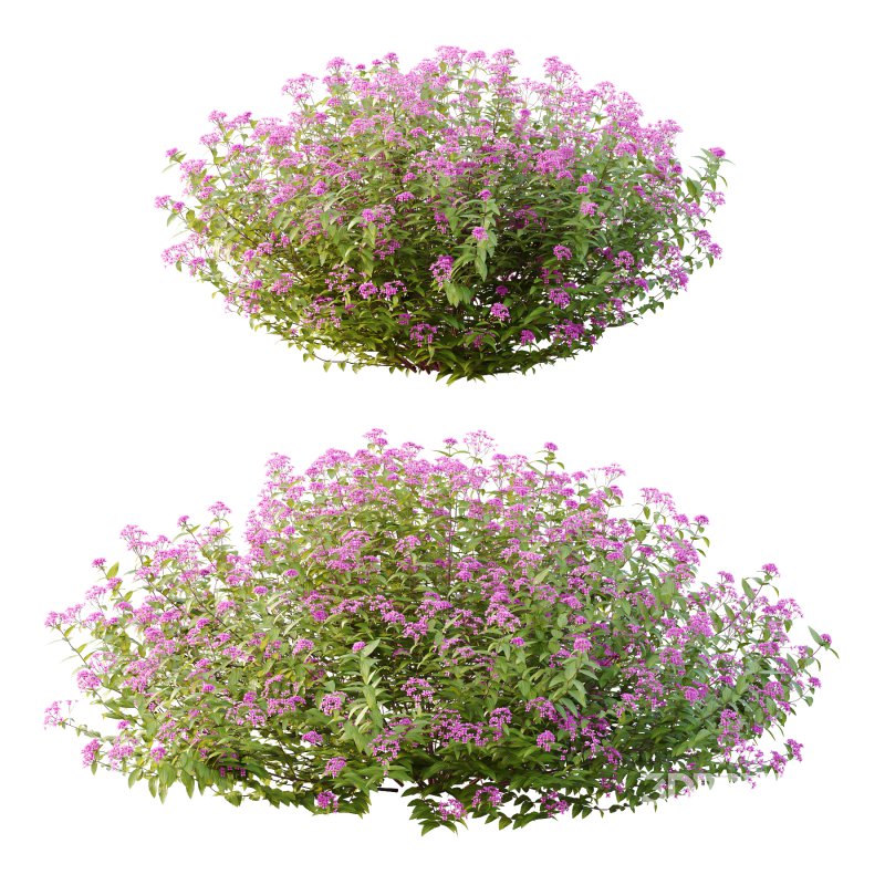 Spirea Japonica Bush 02 Image 1