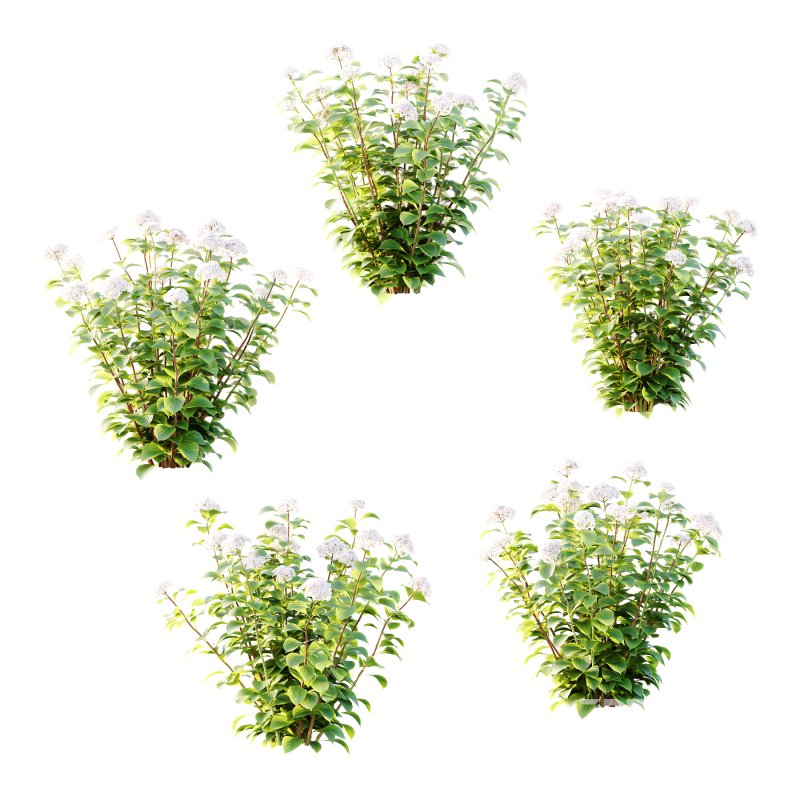 hydrangea arborescens Bush 01 Image 2