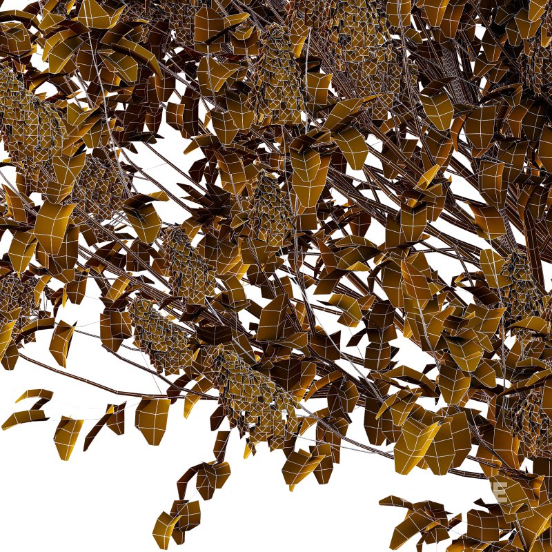 Lilac Syringa Vulgaris Tree 05 Image 2