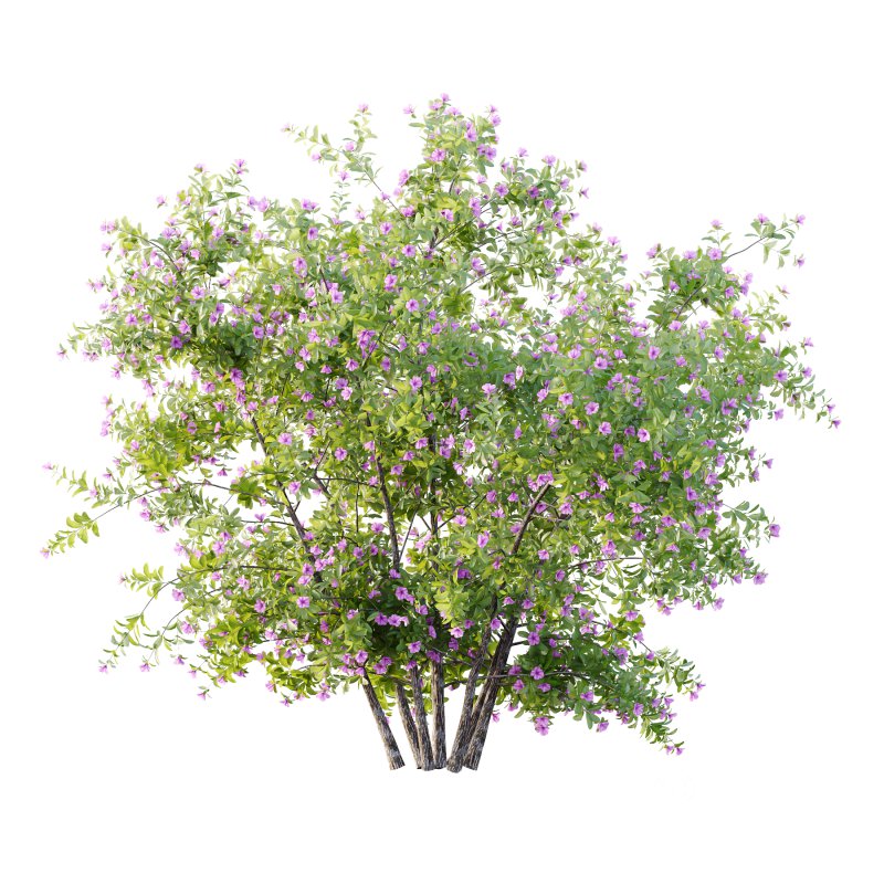 Leucophyllum frutescens Bush 07 Image 6