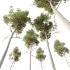 AV Plants Ash Tree10 - Thumbnail 3