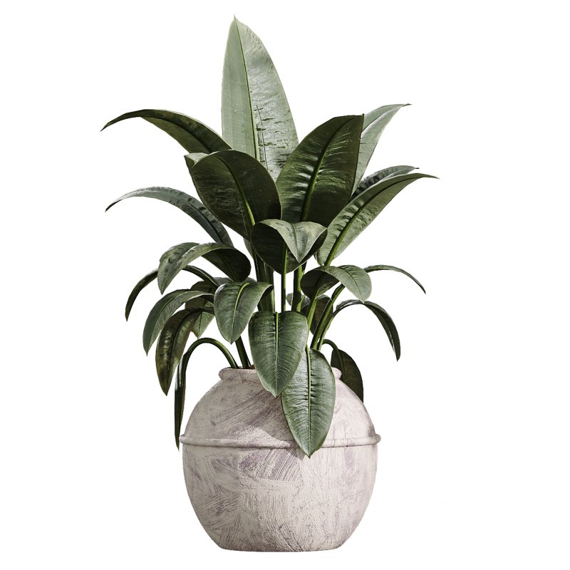 AV Indoor Plants Set 399 Olive and Dracaena Warneckii and Ficus Cyathistipula and Ficus Elastica Image 5