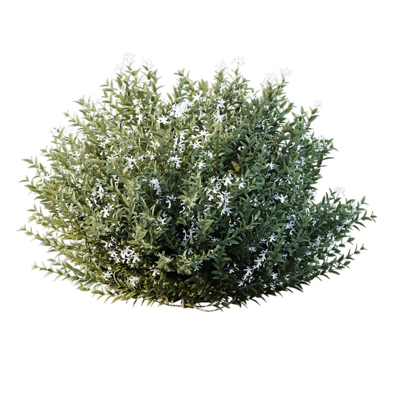 ntal shrubs that capture the natural charm and density of this iconic Australian plant. Perfectly suited for realistic landscape and architectural rendering. Image 7