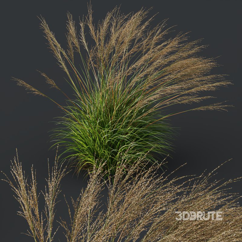 ntal grasses, designed for photorealistic landscape visualizations. Image 5