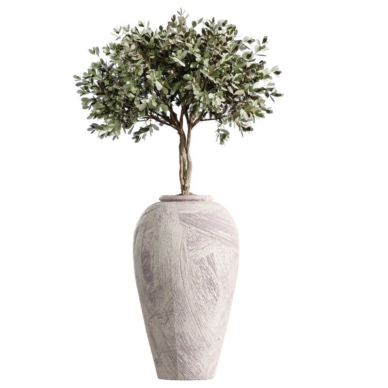 AV Indoor Plants Set 399 Olive and Dracaena Warneckii and Ficus Cyathistipula and Ficus Elastica Image 6