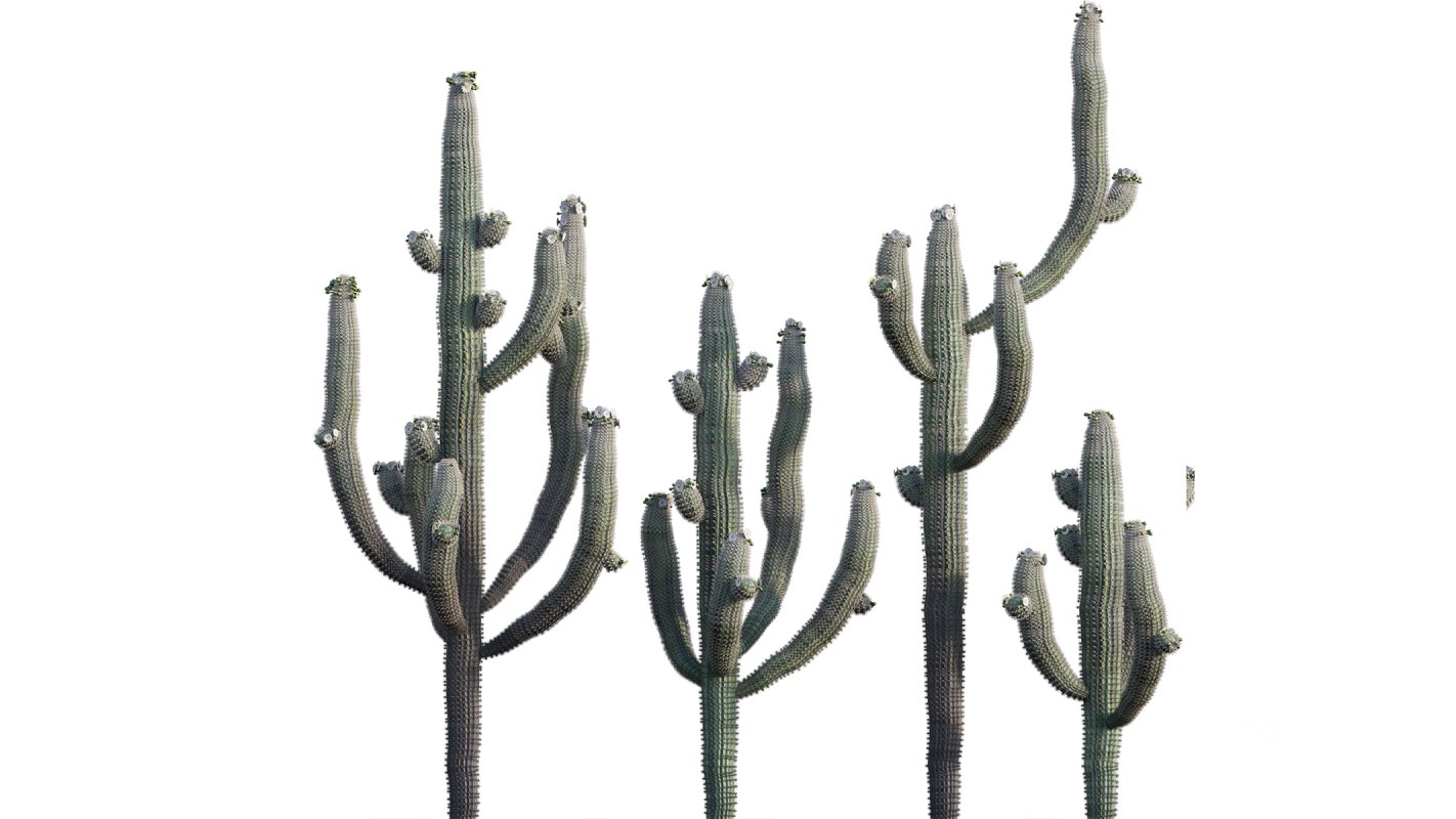 Collection 23 – Mexican Plants Image 4