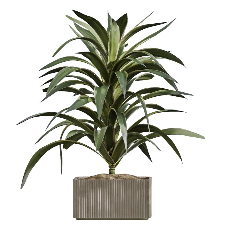 AV Indoor Plants Set 369 Olive and Banana Nicolai and Yucca Elephantipes and Dracaena Warneckii Image 4