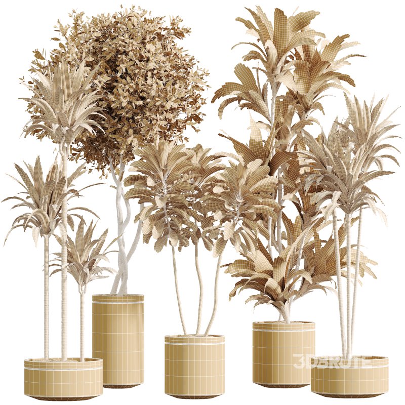 AV Indoor Plants Set 375 Dracaena Warneckii and Lemon Dragon and Euphorbia and Olive Image 5