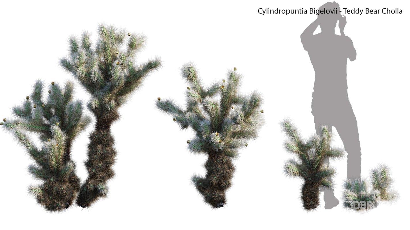 Collection 23 – Mexican Plants Image 16