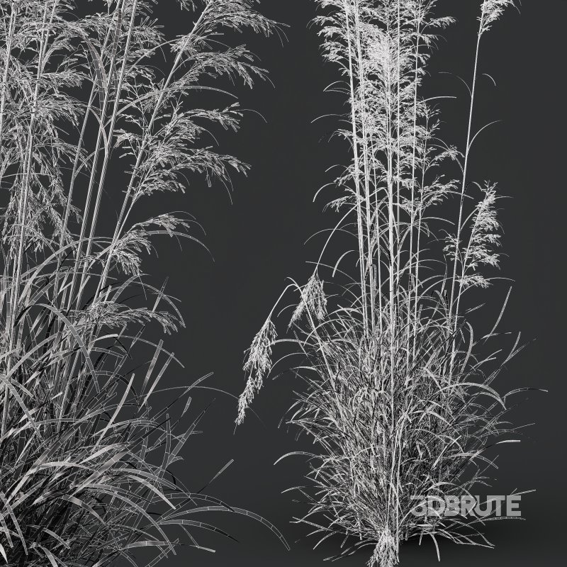 ntal grass prized for its tall, arching stems crowned with golden seed heads. This 3D model set includes six unique variations of the plant, meticulously designed to capture the natural elegance and movement of its fine, feathery plumes. Perfect for modern garden scenes, landscape visualizations, or architectural exteriors, each model brings depth, realism, and a gentle sense of motion to your render. Image 13