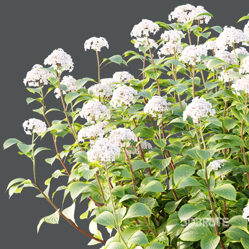 hydrangea arborescens Bush 06 Image 2