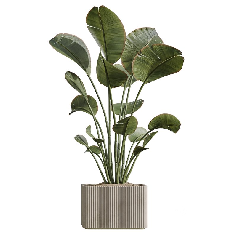 AV Indoor Plants Set 369 Olive and Banana Nicolai and Yucca Elephantipes and Dracaena Warneckii Image 3