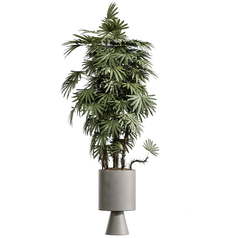 AV Indoor Plants Set 381 Rhapis Palm and Green Sansevieria and Ficus Microcarpa and Olive Eucalyptus Image 4