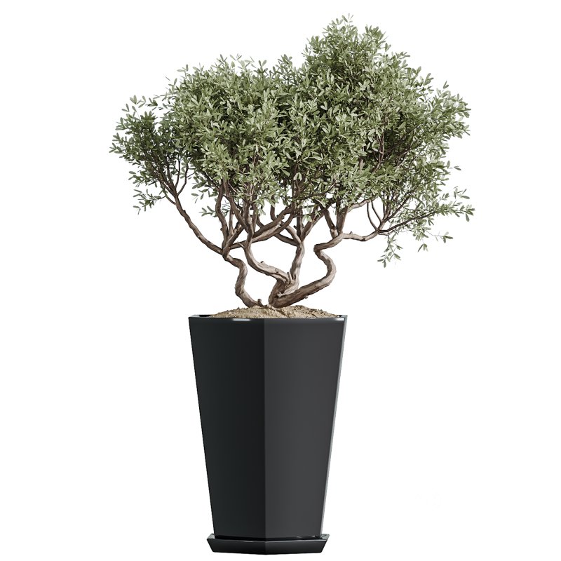 AV Indoor Plants Set 356 ParadiseBird and Arbequina Olive and Areca Palm and Rhapis Excelsa Image 3