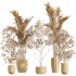 AV Indoor Plants Set 378 Arbequina Olive and Ficus Cyathistipula and Areca Palm - Thumbnail 9