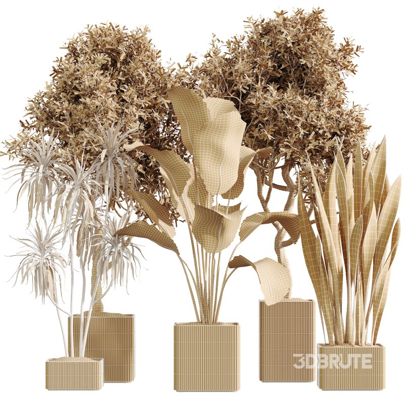 AV Indoor Plants Set 390 Warneckii Lemon and Olive and Green Sansevieria and Calathea Lutea Image 6