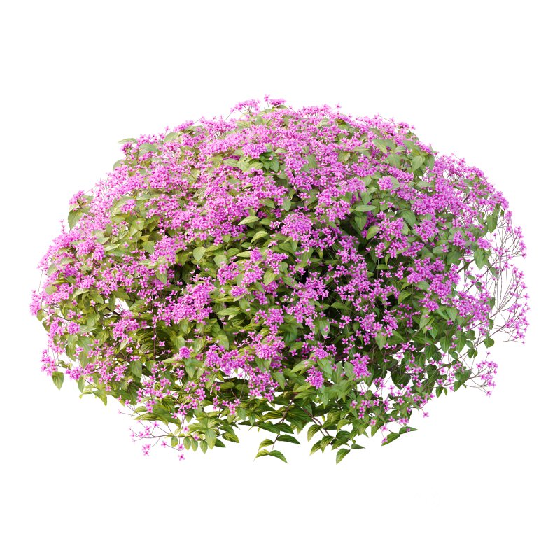 Spirea Japonica Bush 04 Image 3