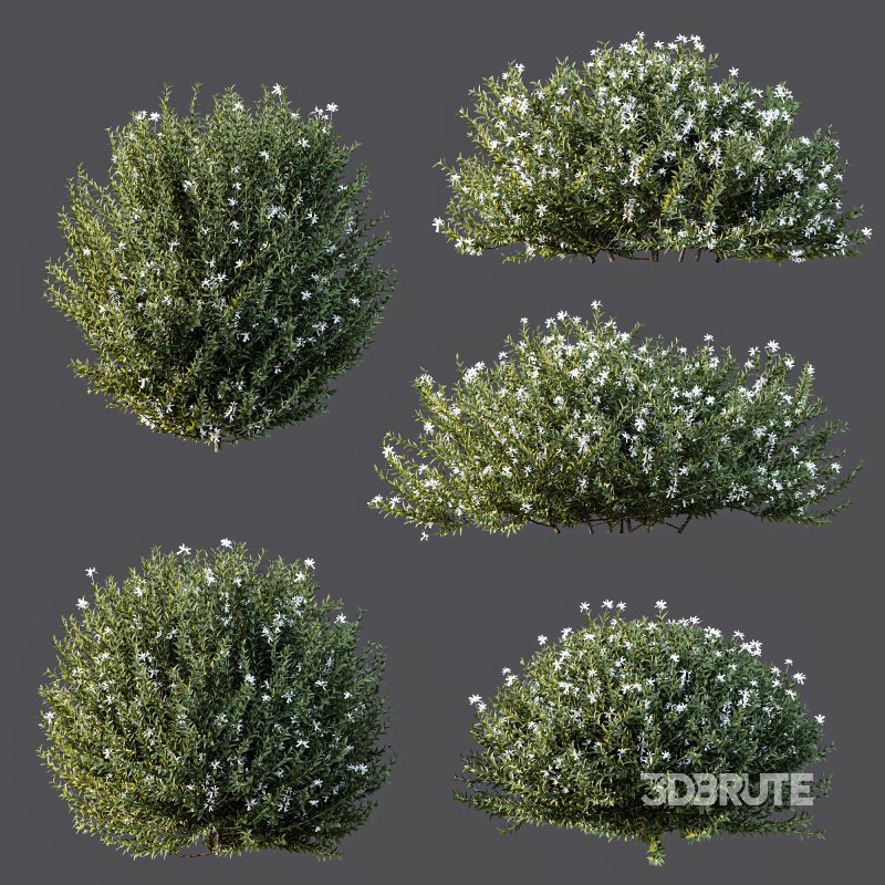 ntal shrubs designed for realistic landscape and architectural visualization. Image 6