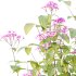 Spirea Japonica Bush 01 - Thumbnail 5