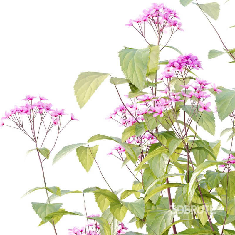 Spirea Japonica Bush 01 Image 5