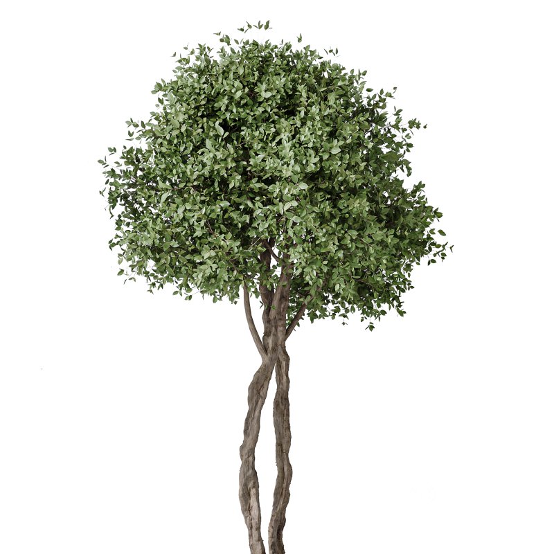 AV Indoor Plants Set 370 ParadiseBird and Zamiifolia and Ficus Microcarpa and olive Image 2